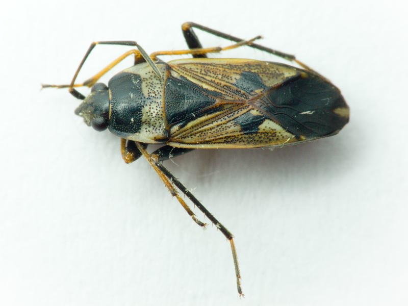 Rhyparochromus vulgaris (Schilling, 1829)
